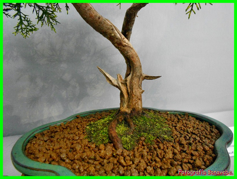 Divagando sobre la vida, a mi entender. Desde Vigo.. Divagando about